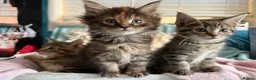 Maine Coon cats for sale: Maine Coon Cross Kittens  - Advert 12