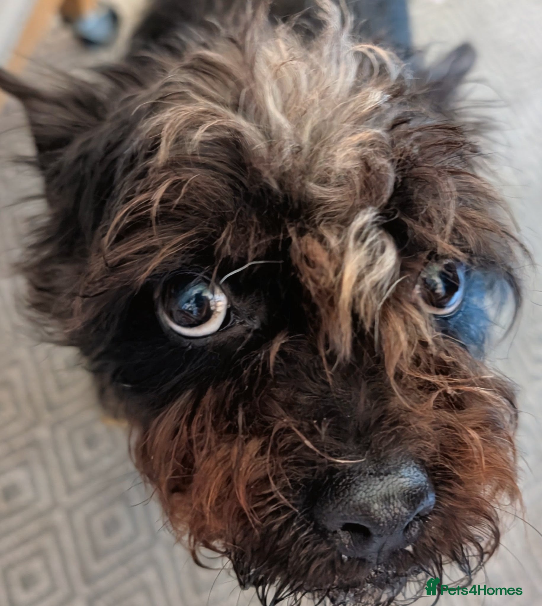 Mixed Breed dogs Beloved cookie  - Advert 5