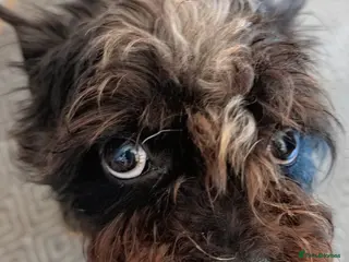 Mixed Breed dogs Beloved cookie - Advert 3