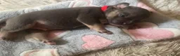 Mixed Breed dogs for sale: Stunning Fringlish puppies  - Advert 6