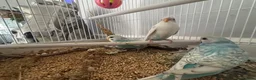Budgerigars birds for sale: Beautiful baby budgies - Advert 5