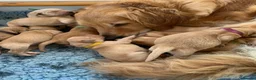 Golden Retriever dogs for sale: Golden Retriever puppies  in Saltburn-by-the-Sea - Advert 4