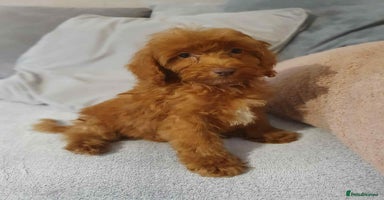 Cavapoo dogs - Advert 9