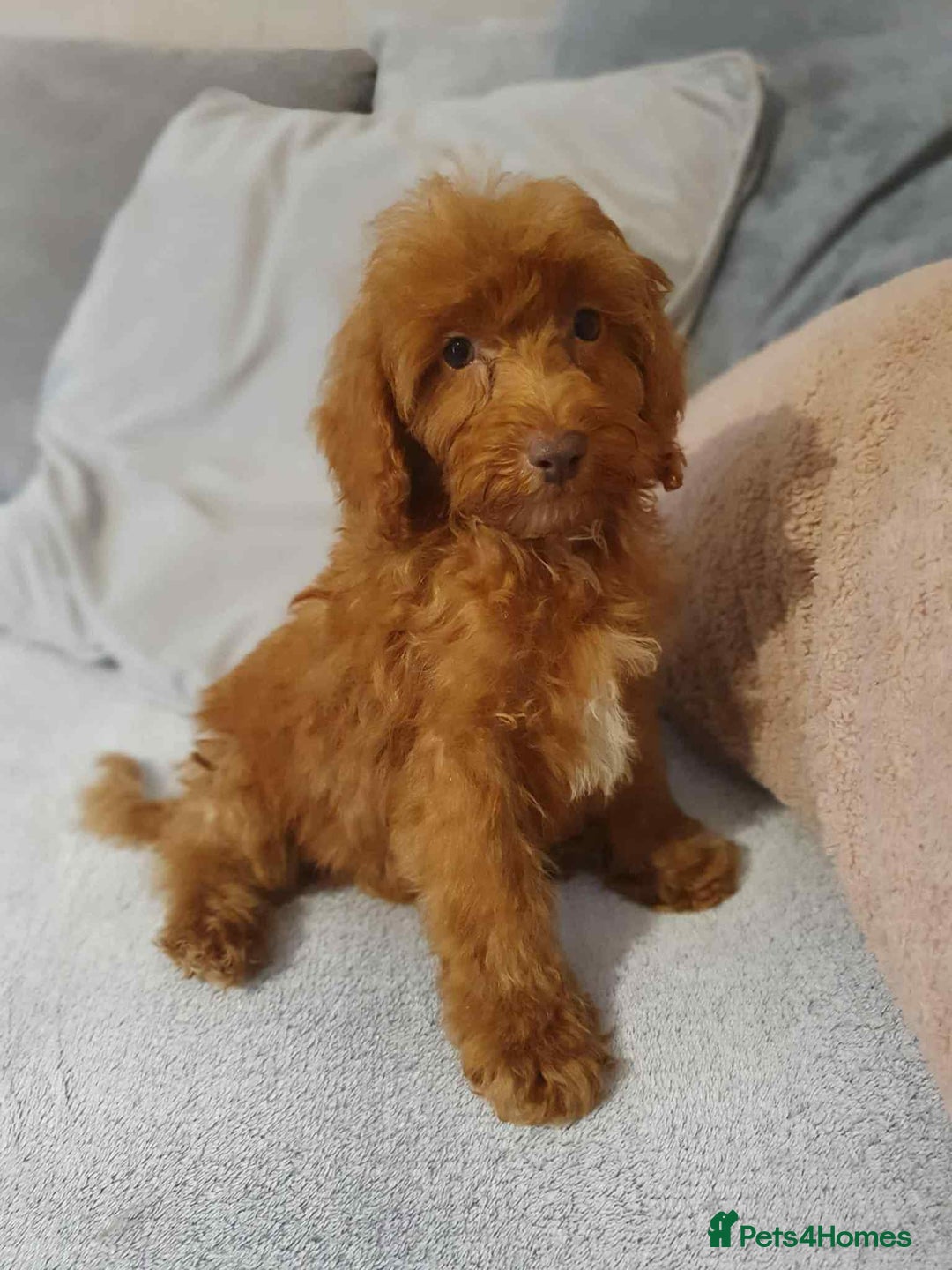 Cavapoo dogs for sale: Red cavapoo Boy and Girl  - Image 3