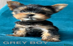Yorkshire Terrier dogs for sale: Baby face mini pedigree YORKIE pups - Image 11