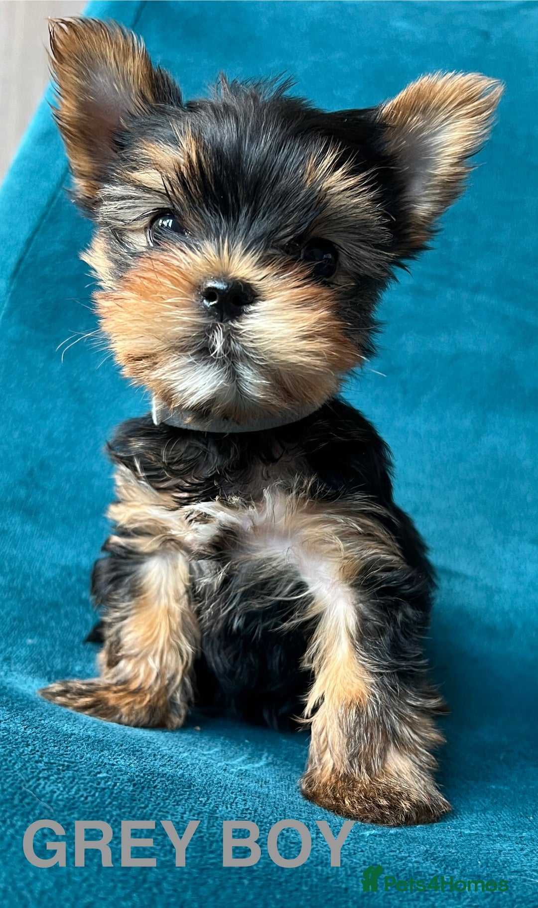 Yorkshire Terrier dogs for sale: Baby face mini pedigree YORKIE pups - Image 11