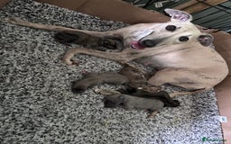 Mixed Breed dogs for sale: Bedlington Whippets  - Image 4