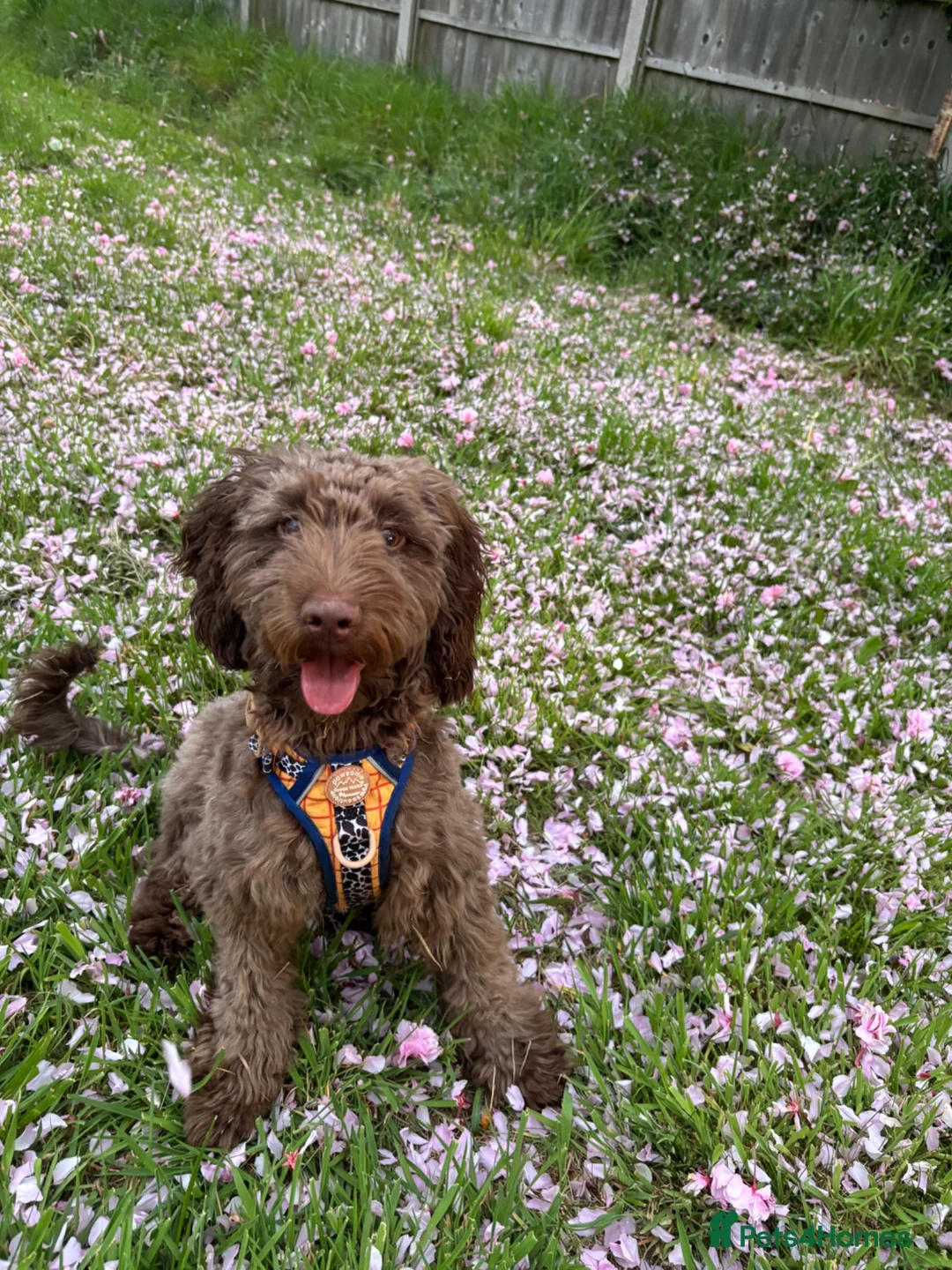 Cockapoo dogs for sale: 1 year old cockapoo - Advert 2