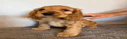 Cocker Spaniel dogs for sale: Show Cocker Spaniel - Advert 18