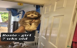 Toy Poodle dogs for sale: Asian toy poodle  - Image 14