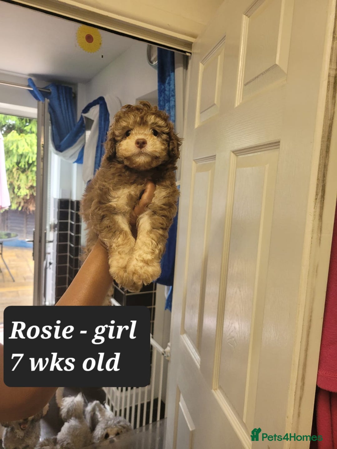 Toy Poodle dogs for sale: Asian toy poodle  - Image 14