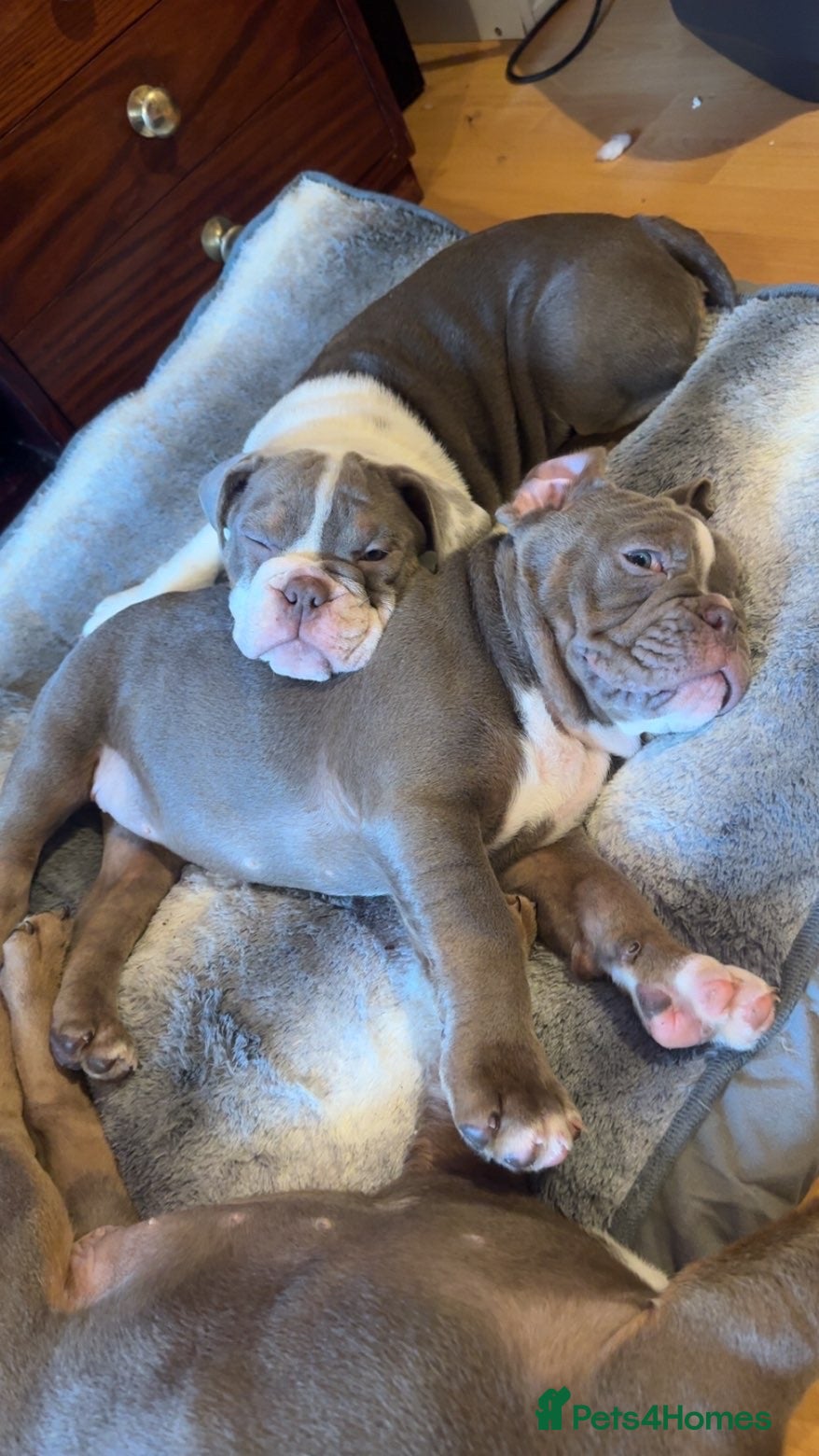 English Bulldog dogs KC English Bulldog - ready to go - Advert 8