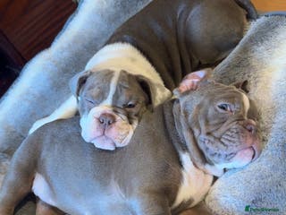 English Bulldog dogs KC English Bulldog - ready to go - Advert 8