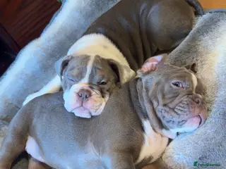 English Bulldog dogs KC English Bulldog - ready to go - Advert 9