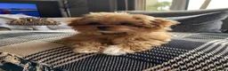 Toy Poodle dogs for stud: 👑 One-in-a-Million red Asian Toy Poodle Stud 👑 - Advert 29