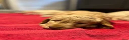 Labradoodle dogs for sale: Labradoodles (F1B) in London W8. READY TO GO HOME - Advert 4