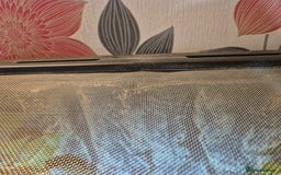 Gecko reptiles for sale: 2 x Female Tokay geckos and individual set ups - Image 24