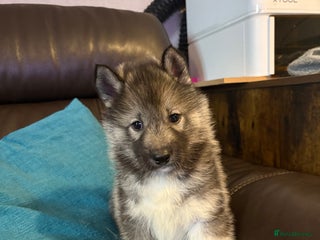 Siberian Husky dogs Kc reg Siberian husky puppies 1 left now - Advert 2