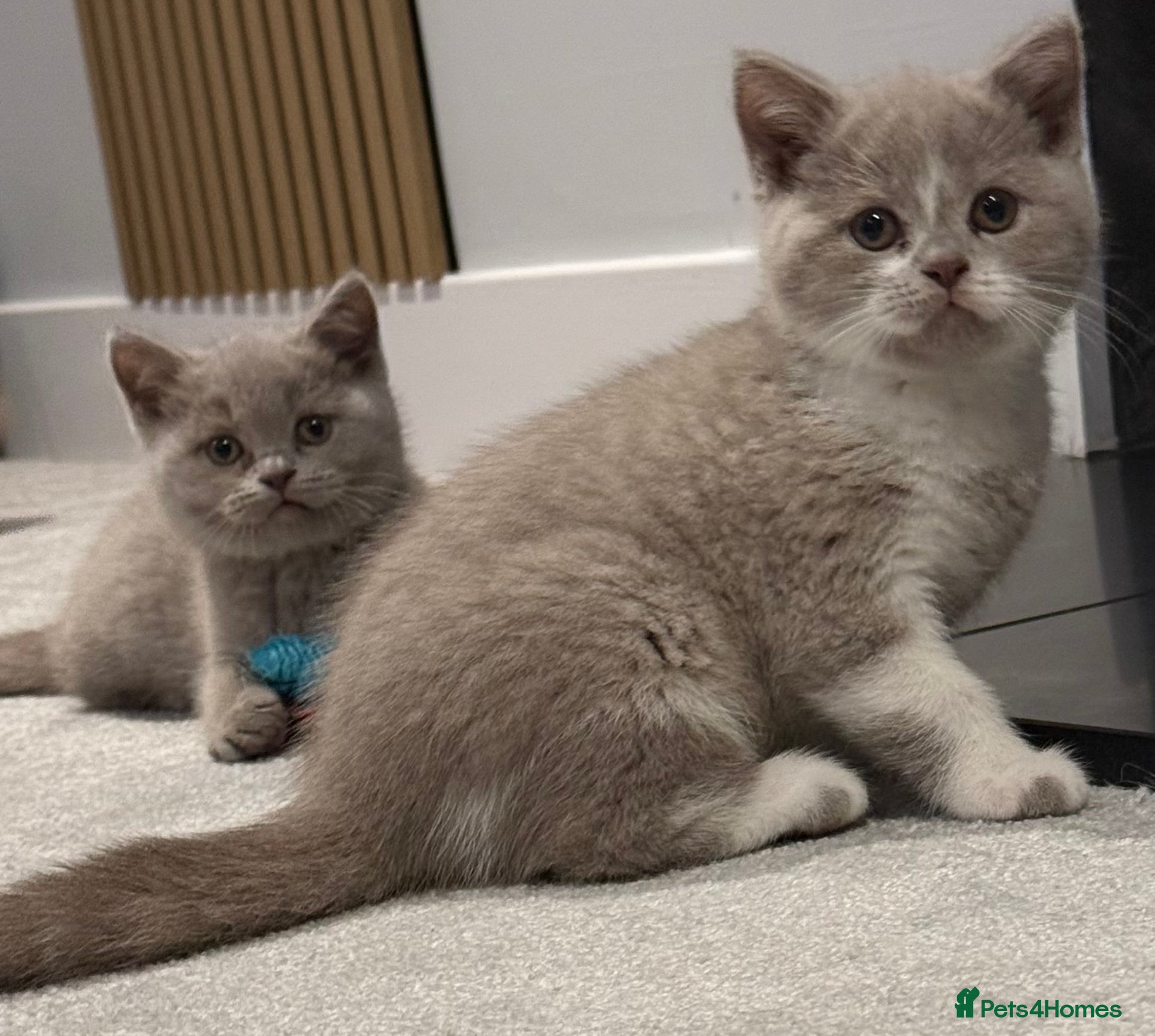 British Shorthair cats Only 2 Registered BSH babies still available  - Advert 6