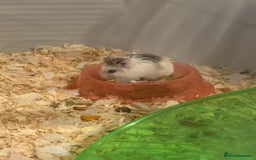 Hamster rodents for sale: Dwarf hamsters  - Image 4