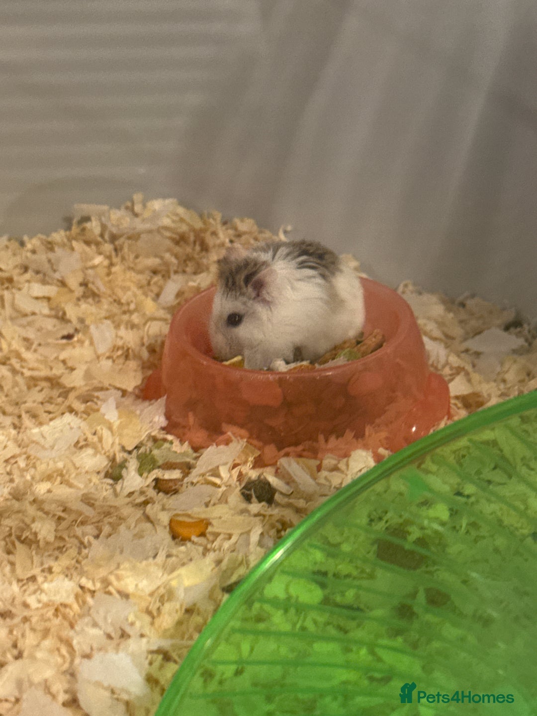 Hamster rodents for sale: Dwarf hamsters  - Image 4
