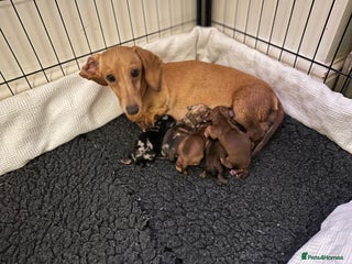 Miniature Dachshund dogs KC PRA clear miniature dachshunds - Advert 1