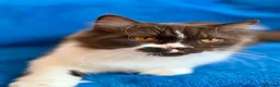 British Longhair cats for sale: Champion line Chocolate/white boy - Advert 9