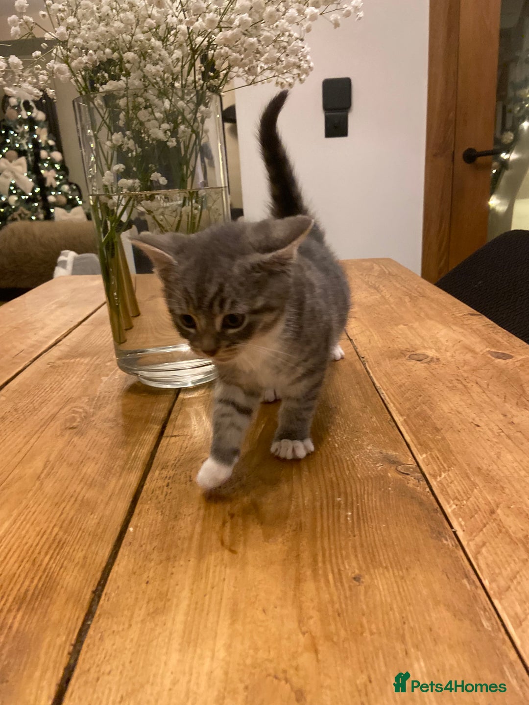 Mixed Breed cats for sale: Beautiful little boy needing his forever home  - Advert 3