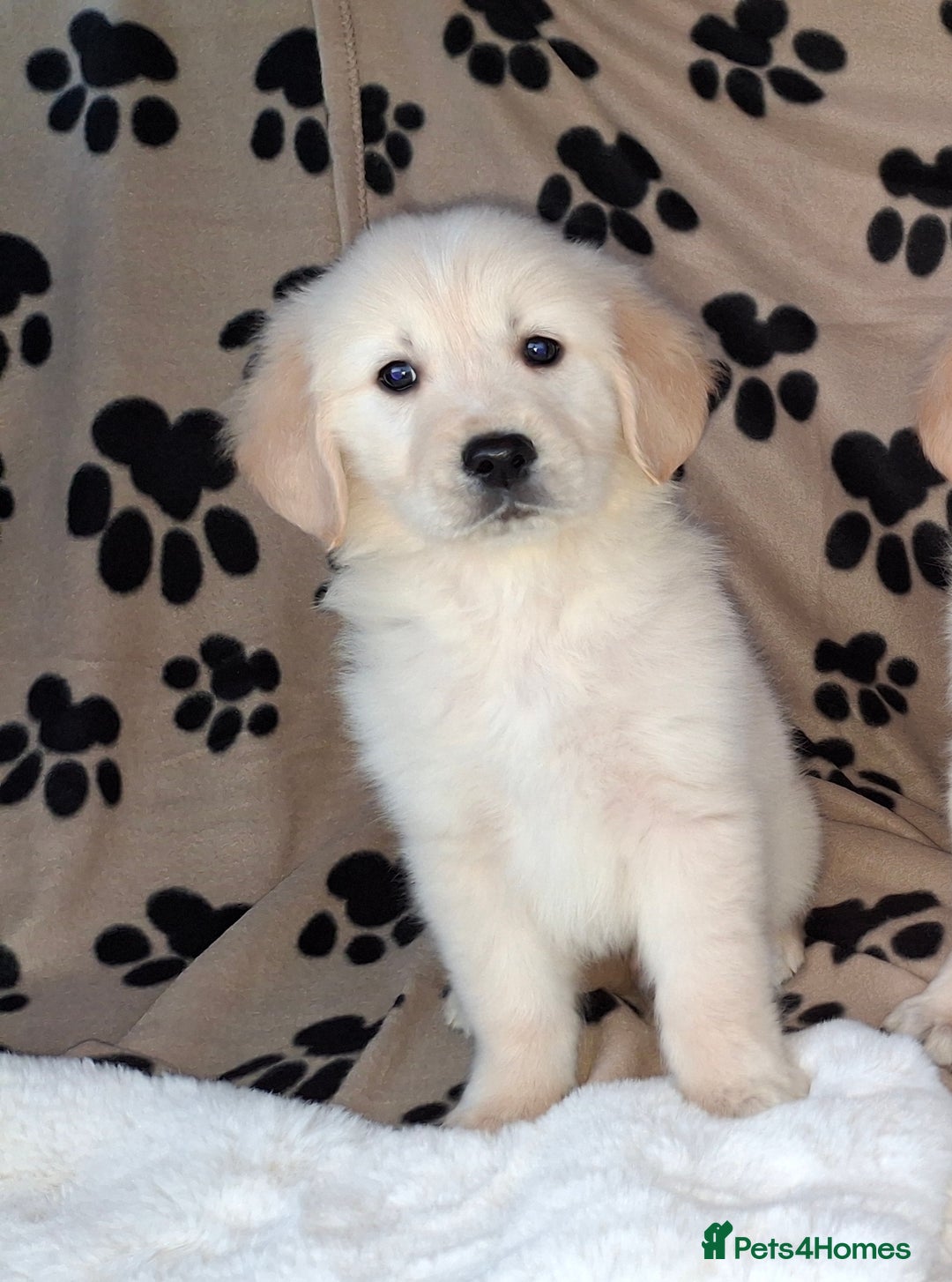 Golden Retriever dogs for sale: Kc, health tested, show type, golden retrievers. - Advert 7