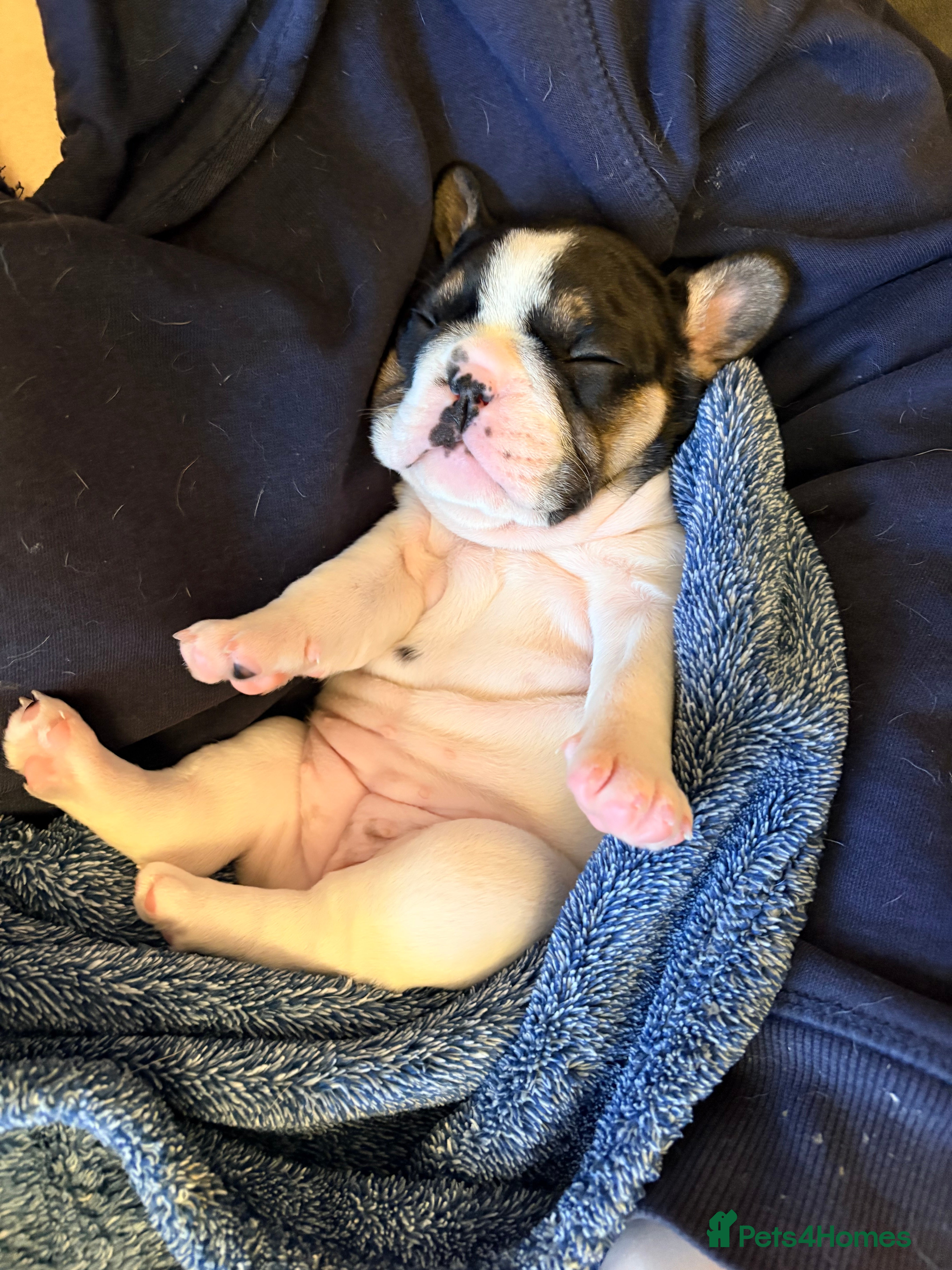 French Bulldog dogs 1 Beautiful Female KC registered French Bulldog  - Advert 1