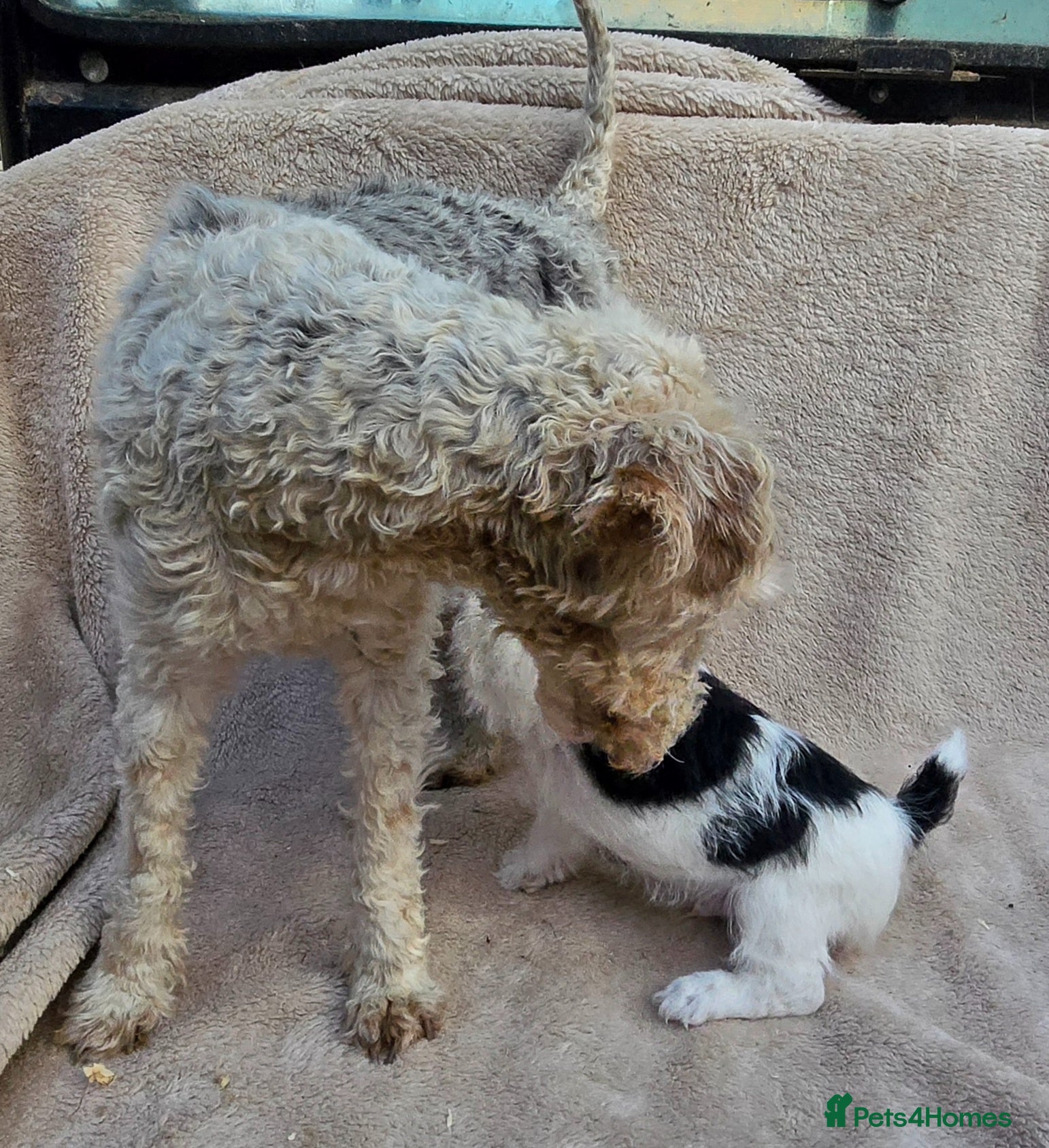 Mixed Breed dogs Fox terrier x wire haired jack Russel puppies - Advert 2