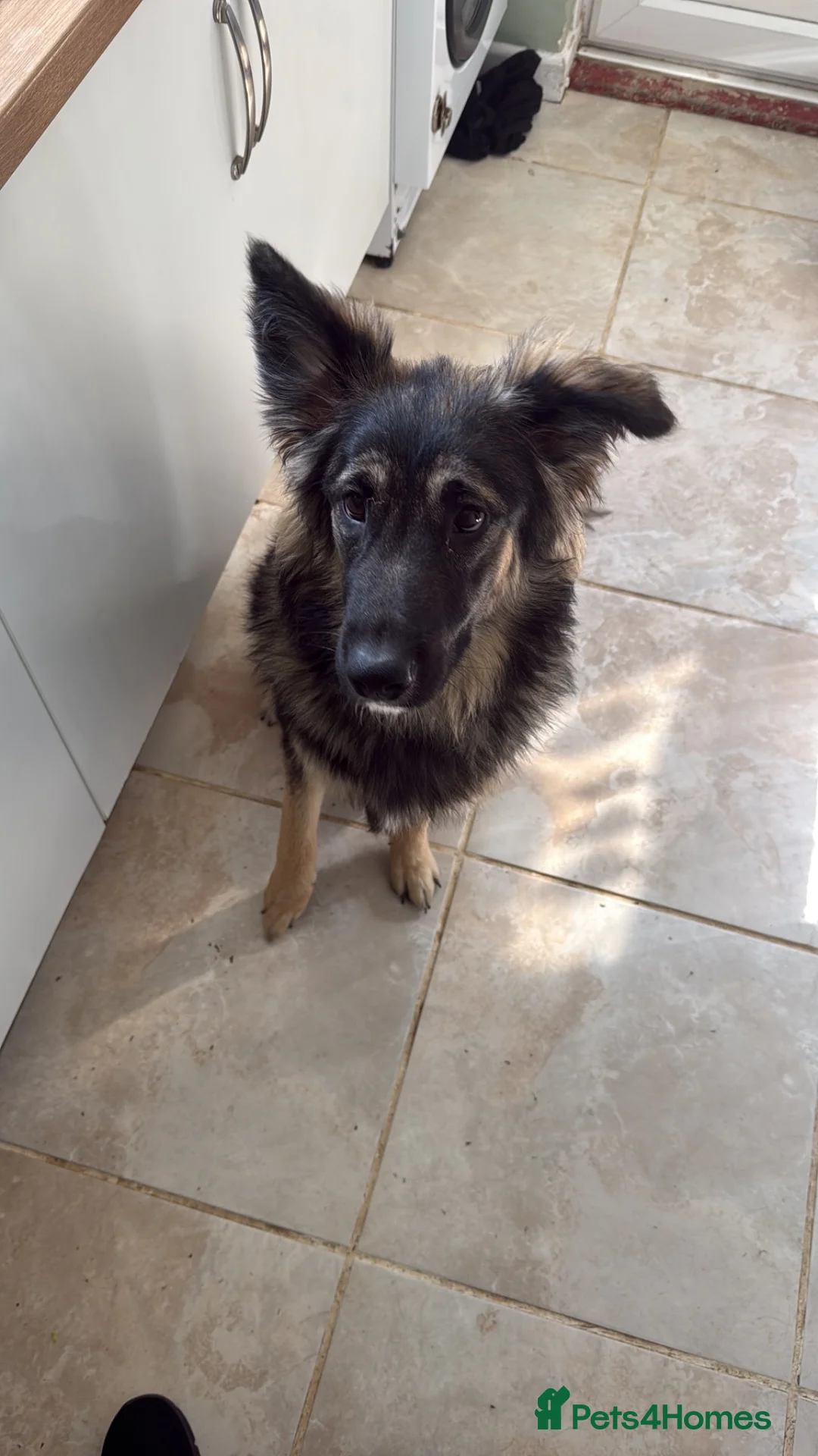 German Shepherd dogs for sale: Meet marmalade our female German shepherd  - Advert 1
