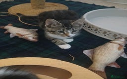 Munchkin cats for sale: Beautiful markings lush coat tabby tuxedo  - Image 26