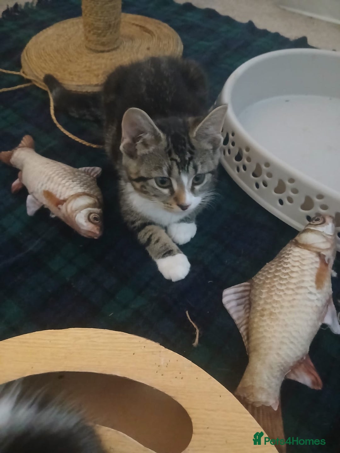 Munchkin cats for sale: Beautiful markings lush coat tabby tuxedo  - Image 26