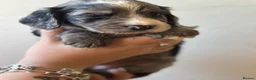 Cocker Spaniel dogs for sale: Chocolate girl Ready now, - Advert 6