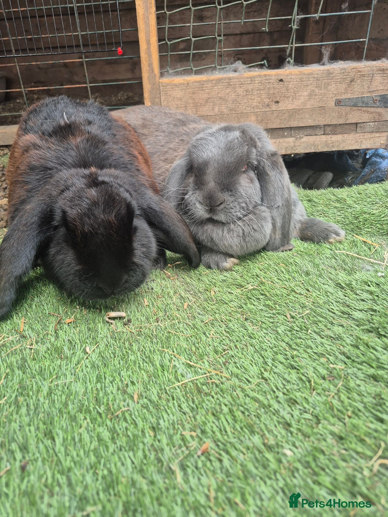 French Lop rabbits Female giant French lops - Advert 6