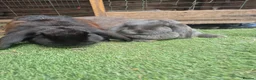 French Lop rabbits for sale: Female giant French lops - Advert 1