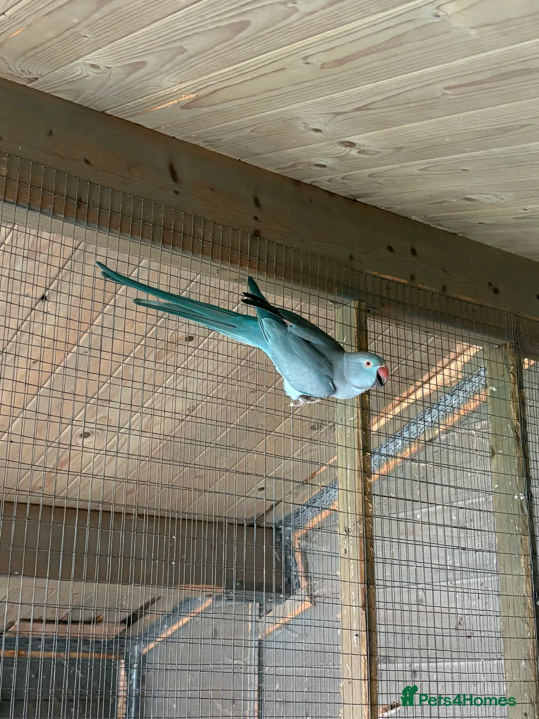 Ringnecks birds for sale: pair of ringnecks - Advert 2