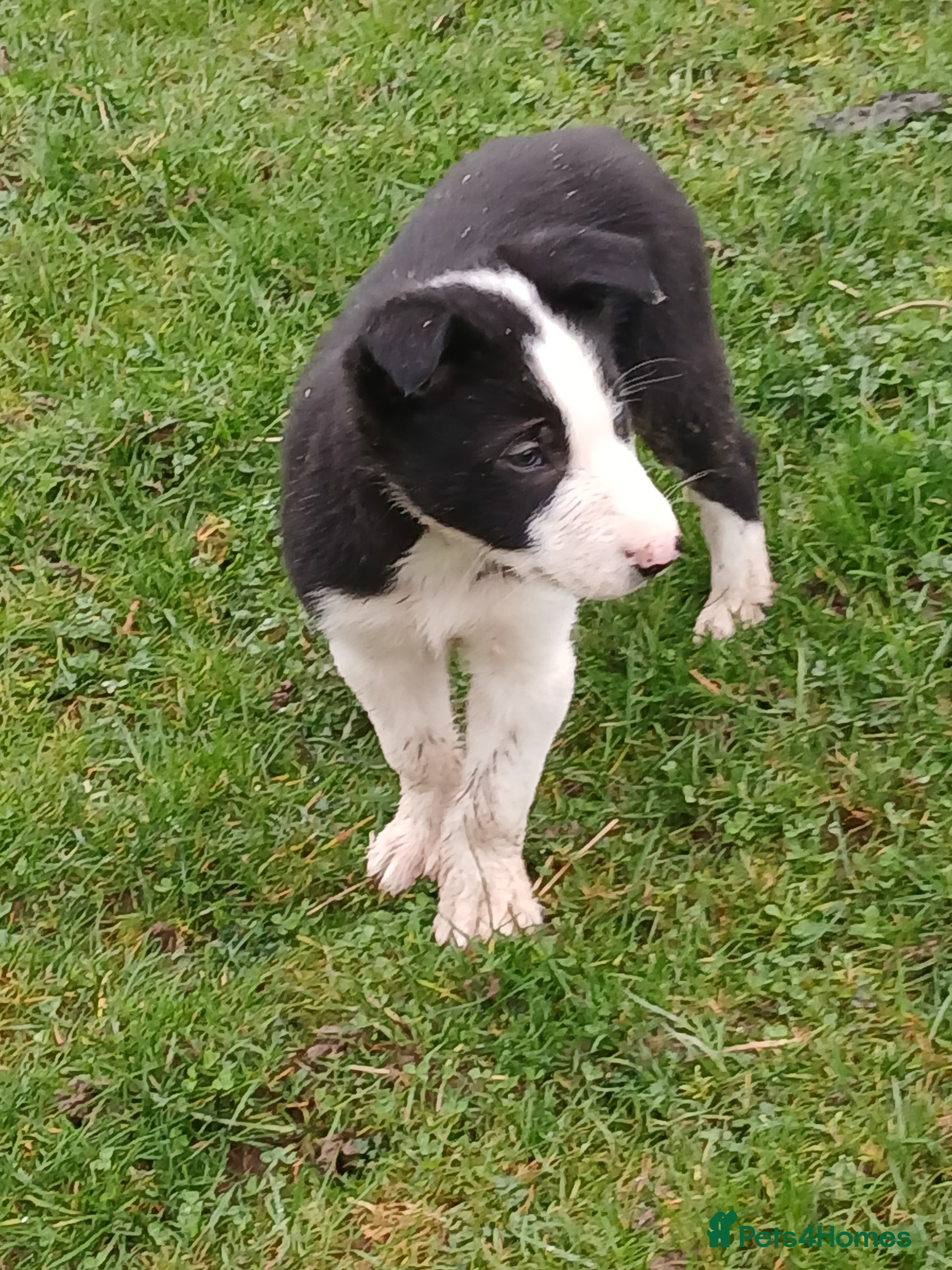 Border Collie dogs BLACK AND WHITE MALE COLLIE AVAILABLE  - Advert 9