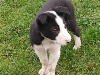 Border Collie dogs BLACK AND WHITE MALE COLLIE AVAILABLE - Advert 9