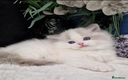Ragdoll cats for sale: 🌸Stunning TICA🏆Kittens | Award winning cattery🌸 in Slough - Image 16