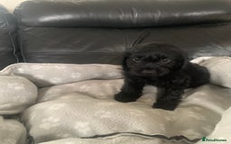 Cockapoo dogs for sale: Ready Now Beautiful litter of cockapoo puppies  - Image 7