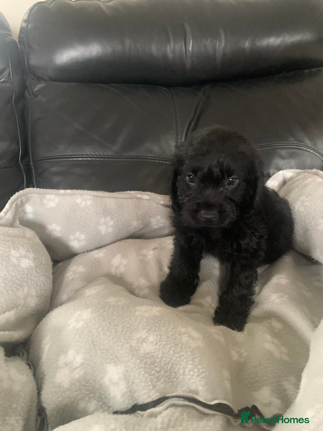 Cockapoo dogs for sale: Ready Now Beautiful litter of cockapoo puppies  - Image 7