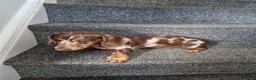 Miniature Dachshund dogs for sale: READY NOW Full Vaccination Dachshund Flufy & Smoth - Advert 6