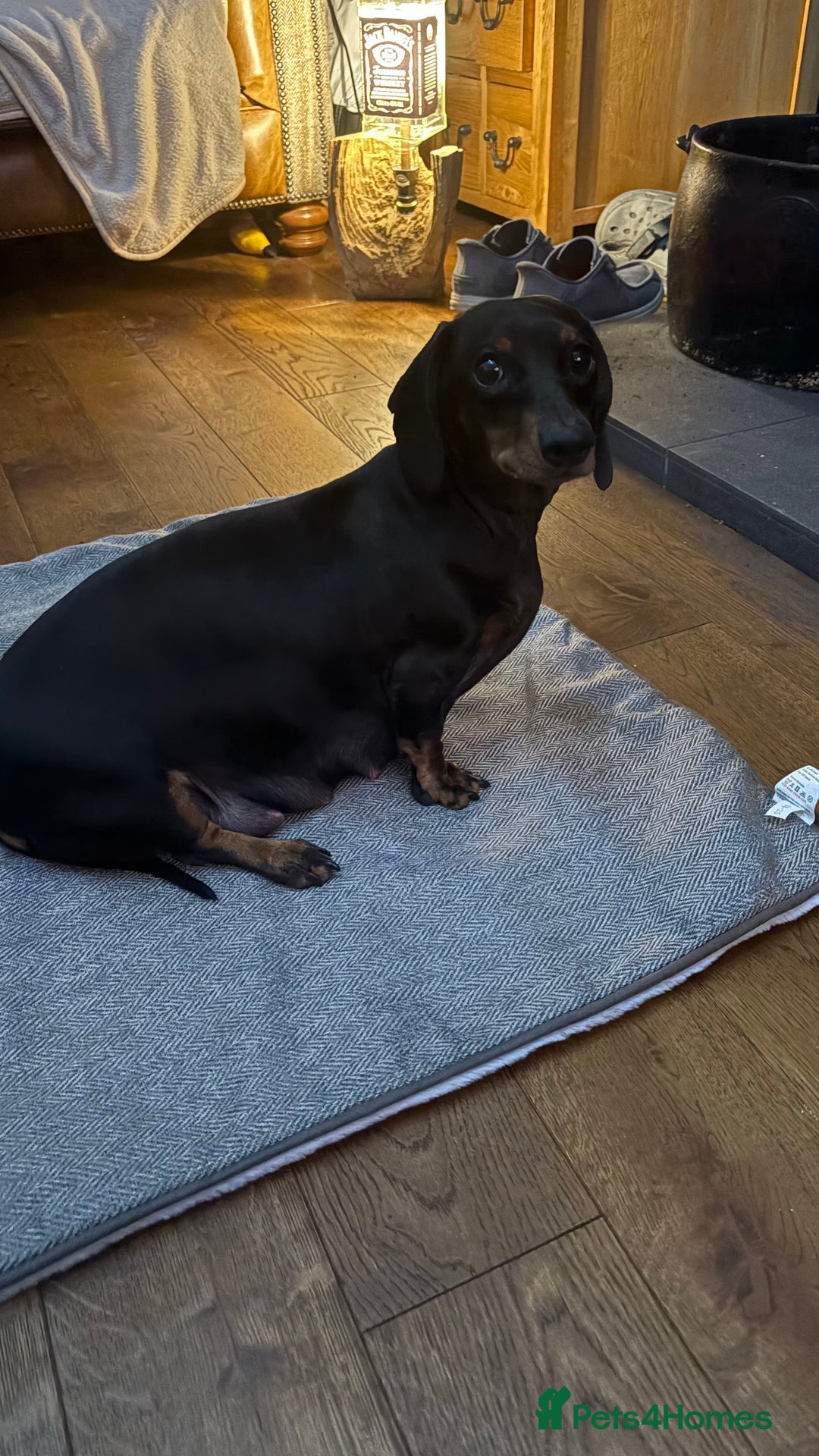 Miniature Dachshund dogs for sale: miniature Dachshund  - Advert 13