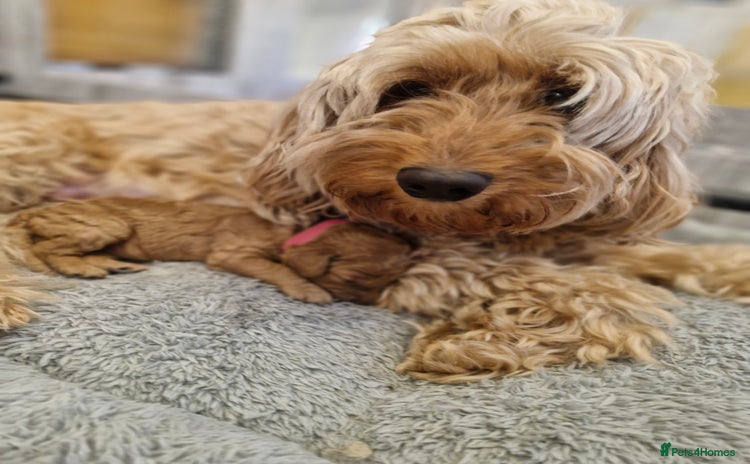 Cockapoo dogs - Advert 2