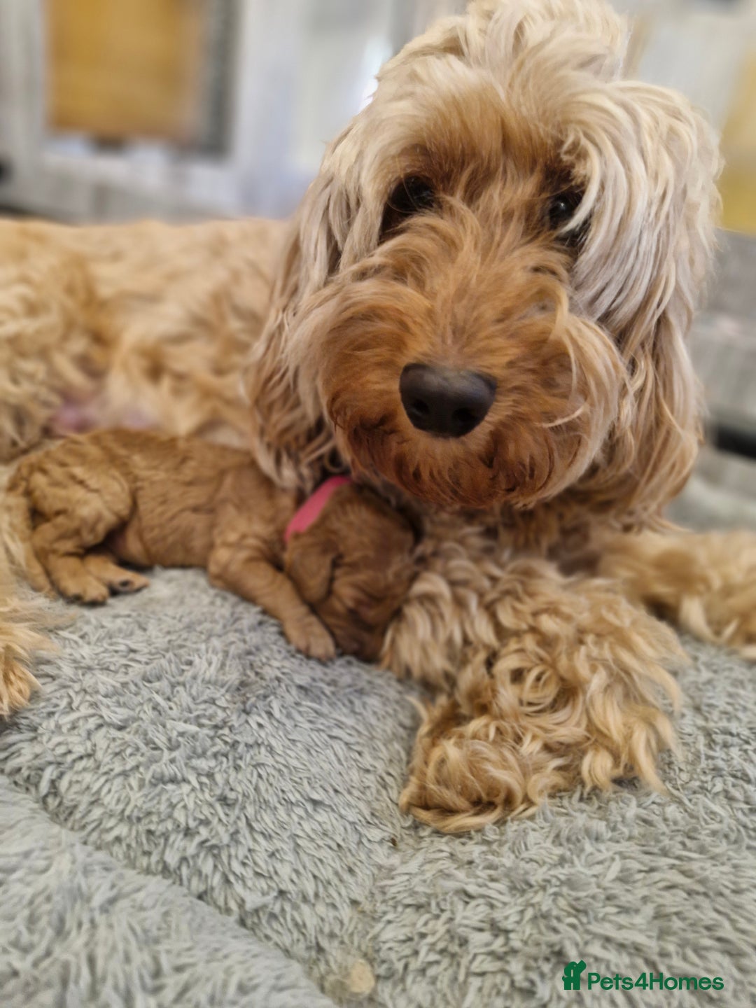 Cockapoo dogs for sale:  F1B COCKAPOO  - Image 1