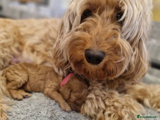 Cockapoo dogs - Advert 1