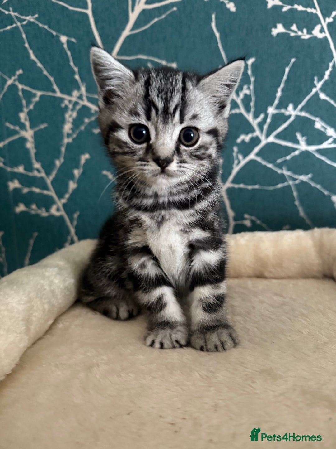 British Shorthair cats for sale: British shorthair silver tabby kittens - Advert 4