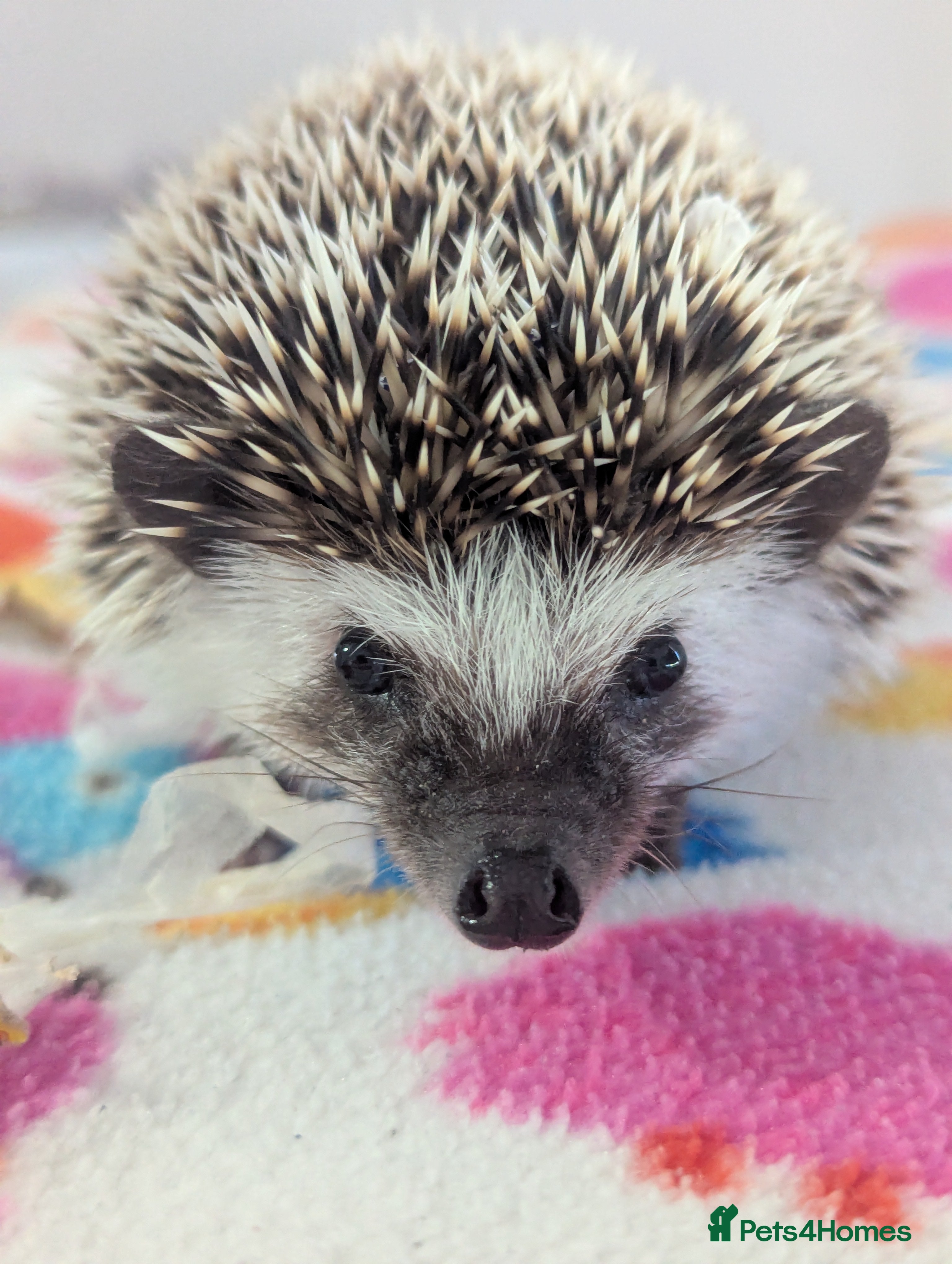 Pygmy Hedgehog rodents Beautiful Baby Hoglets/Ready Now - Advert 1